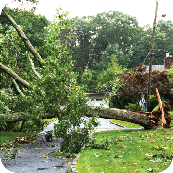 tree management